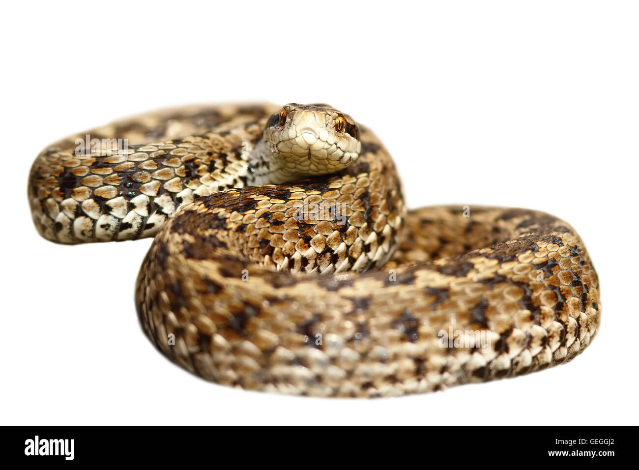 Wiesenotter bereit, zuzuschlagen isolierten auf weißen Hintergrund (Vipera Ursinii Rakosiensis, weiblich) Stockfoto