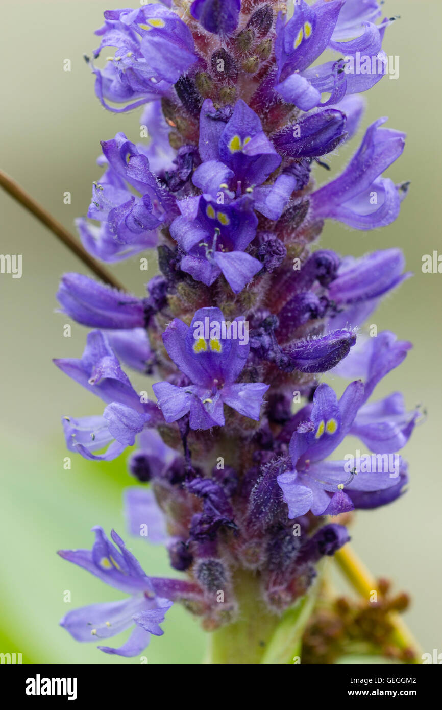 Extreme Nahaufnahme von einer Blüte des Unkrauts Pickerel, Pontederia cordata Stockfoto