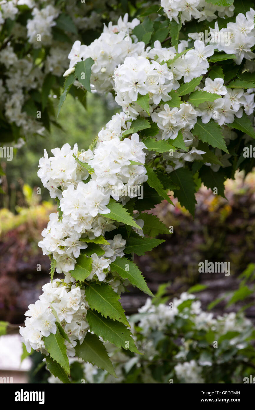 Weiße Blüten Juli der New Zealand Band Rinde, Hoheria "Ace of Spades" Stockfoto