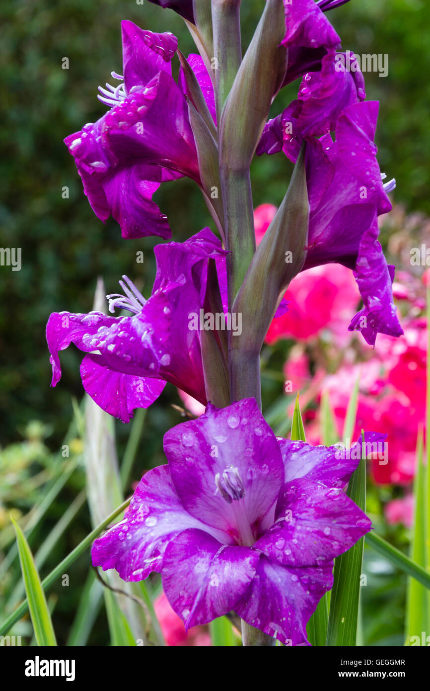 Regen bespritzt lila Blüten des kompakten, Nanus geben Sie Gladiolen "Flevo-Focus" Stockfoto