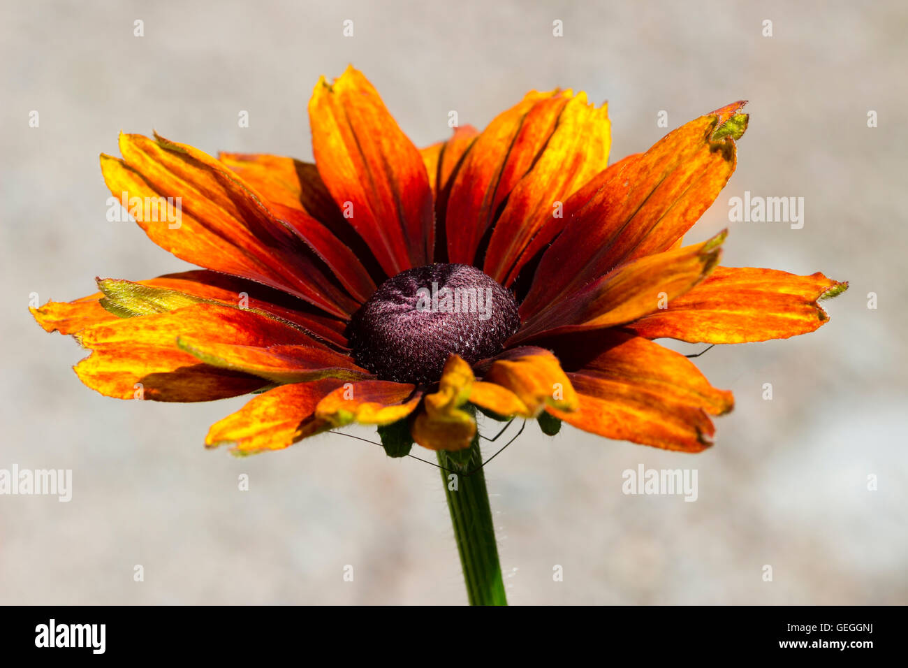 Satten Rot Braun und orange Farben in einer Blume die Gattungshybride Hybrid Daisy x Echibeckia "Summerina Orange" Stockfoto