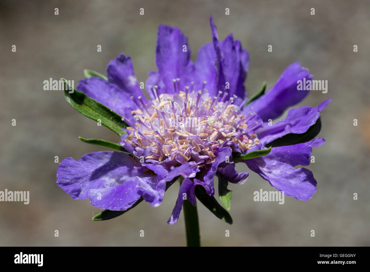 Große blaue Witwenblume Blume der winterharte mehrjährige, Scabiosa Caucasica "Fama Deep Blue" Stockfoto
