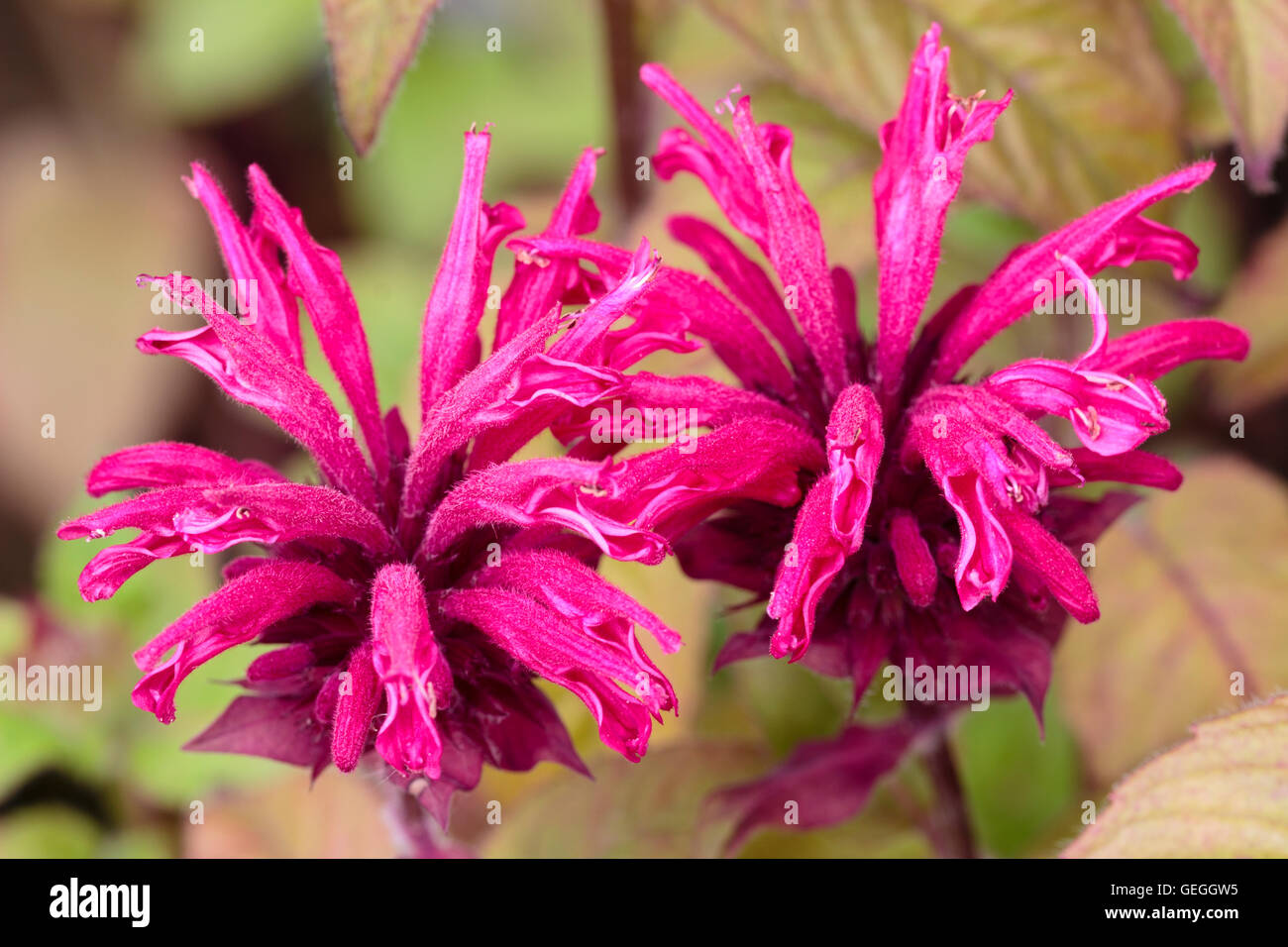 Rot rosa Blüten in Quirlen von Bergamotte, Monarda "Earl Grey" Stockfoto
