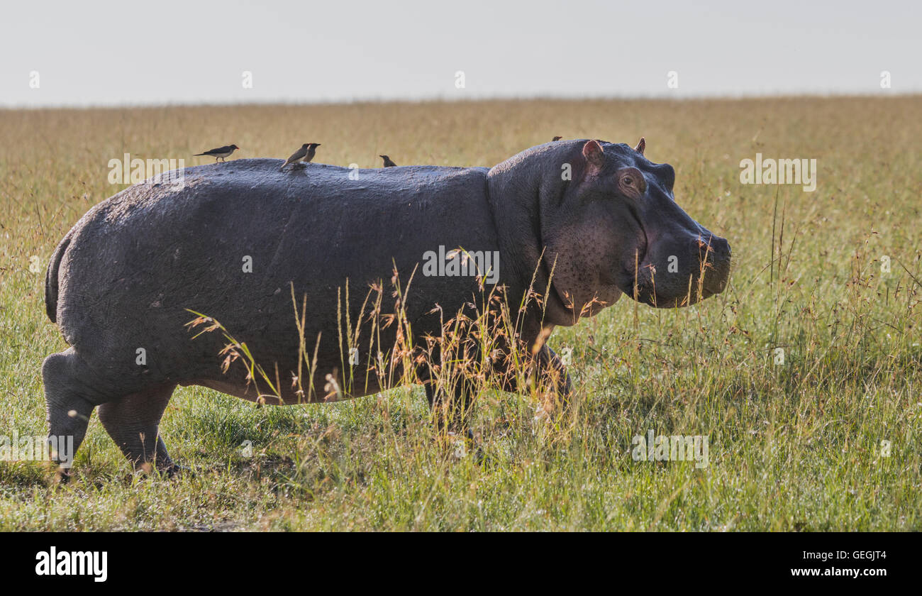 Nilpferd im hohen Grass auf der Savanne mit Oxpeckers auf den Rücken drehen und suchen nach der Kamera, Masai Mara, Kenia, A Stockfoto