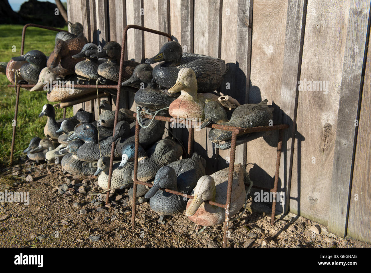 Ente Lockvögel gegen ein Holzschuppen. Stockfoto
