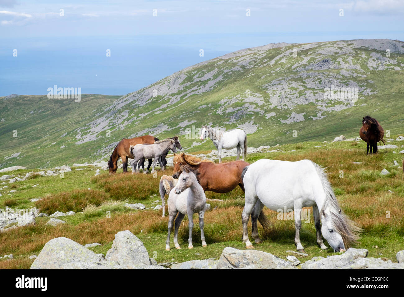 Wild Welsh Mountain Ponys mit Fohlen auf Pisten des Garnedd Gwenllian in Carneddau Berge von Snowdonia National Park (Eryri). Gwynedd Wales UK Stockfoto