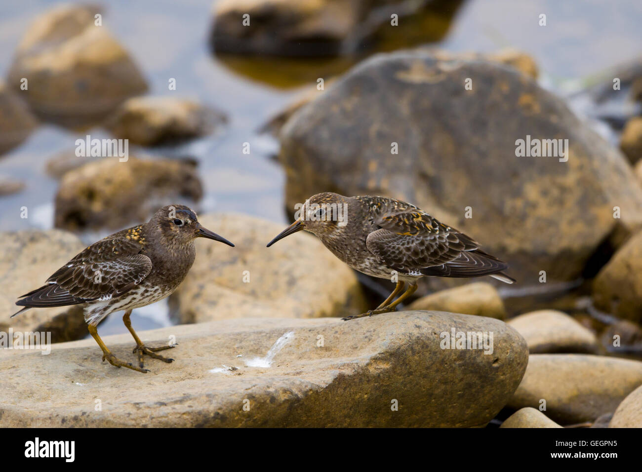 Meerstrandläufer - Interaktion zwischen zwei Individuen Calidris Maritima Merakkasletta Halbinsel Island BI029096 Stockfoto
