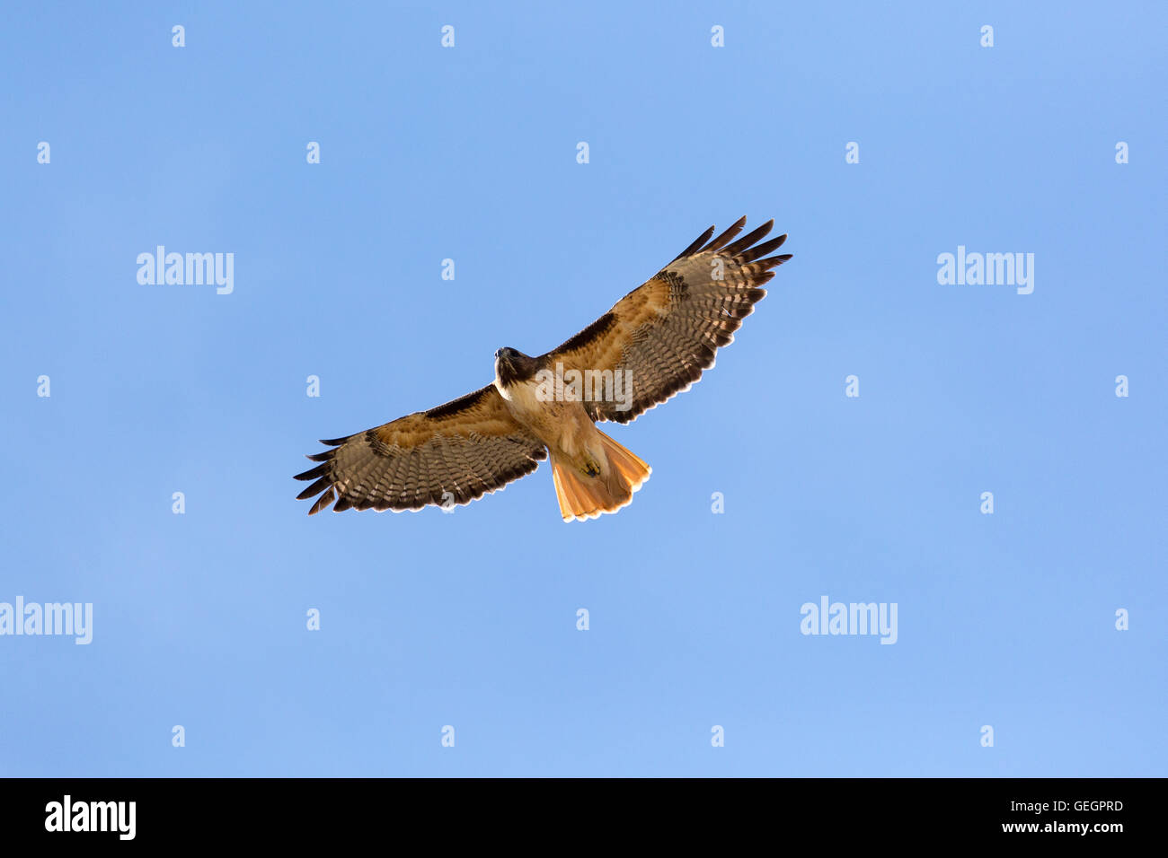 Ein rot - angebundener Falke fliegen über die nördlichen Ausläufer der Santa Rita Berg. Coronado National Forest, Arizona Stockfoto