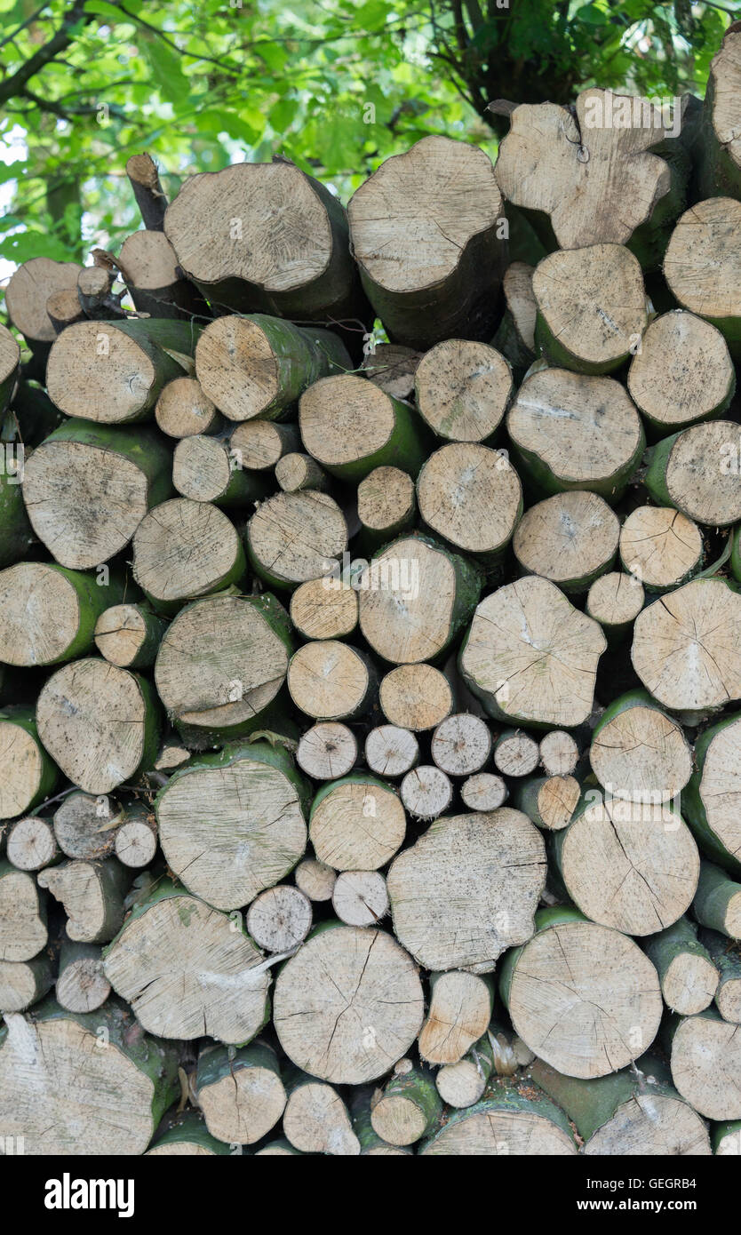 Hintergrund-Stack Stapel Holz im Wald Stockfoto