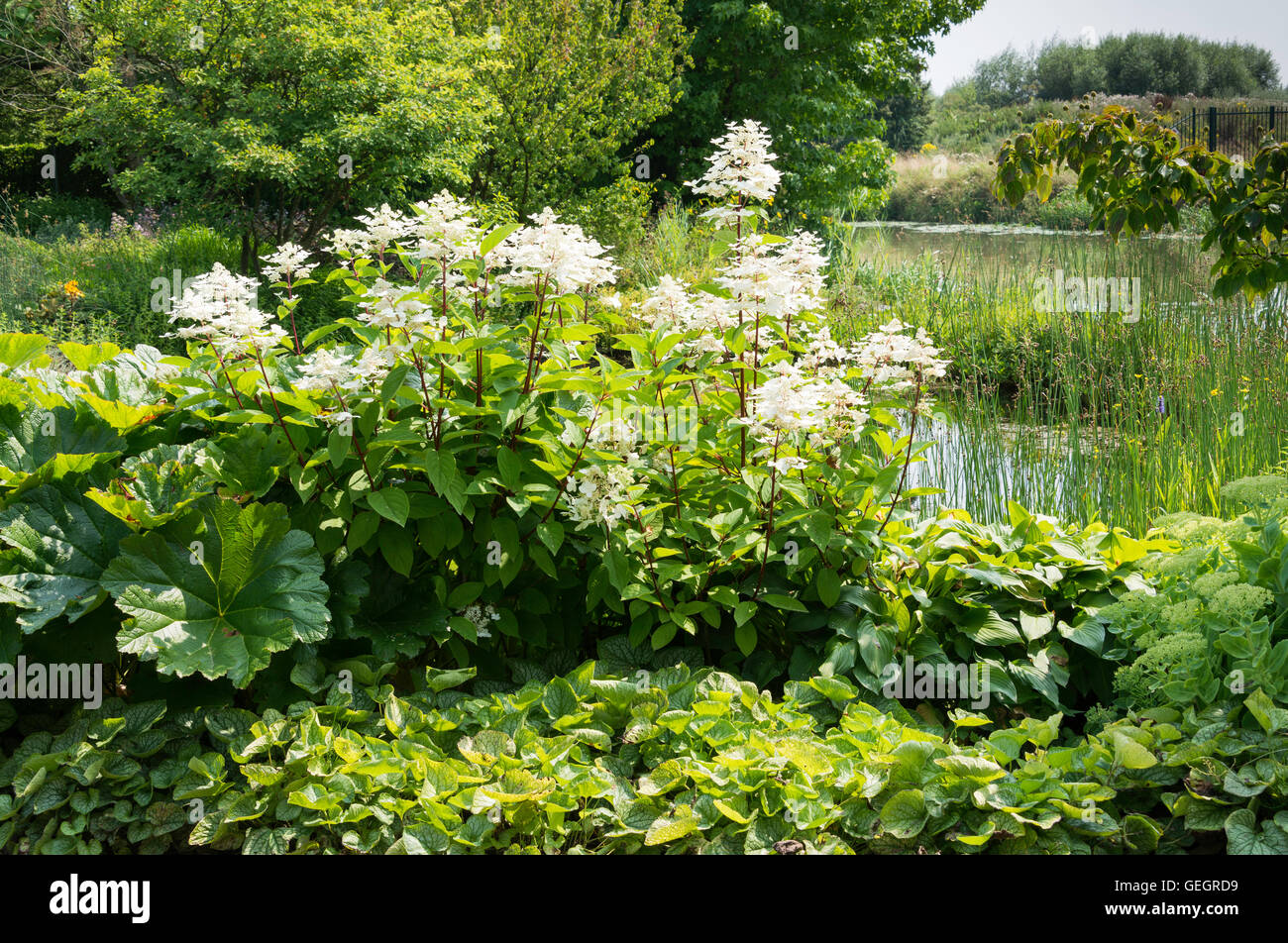 große weiße Hortensia Pflanze im Garten in der Nähe ein kleiner Fluss und viele Grünpflanzen Stockfoto