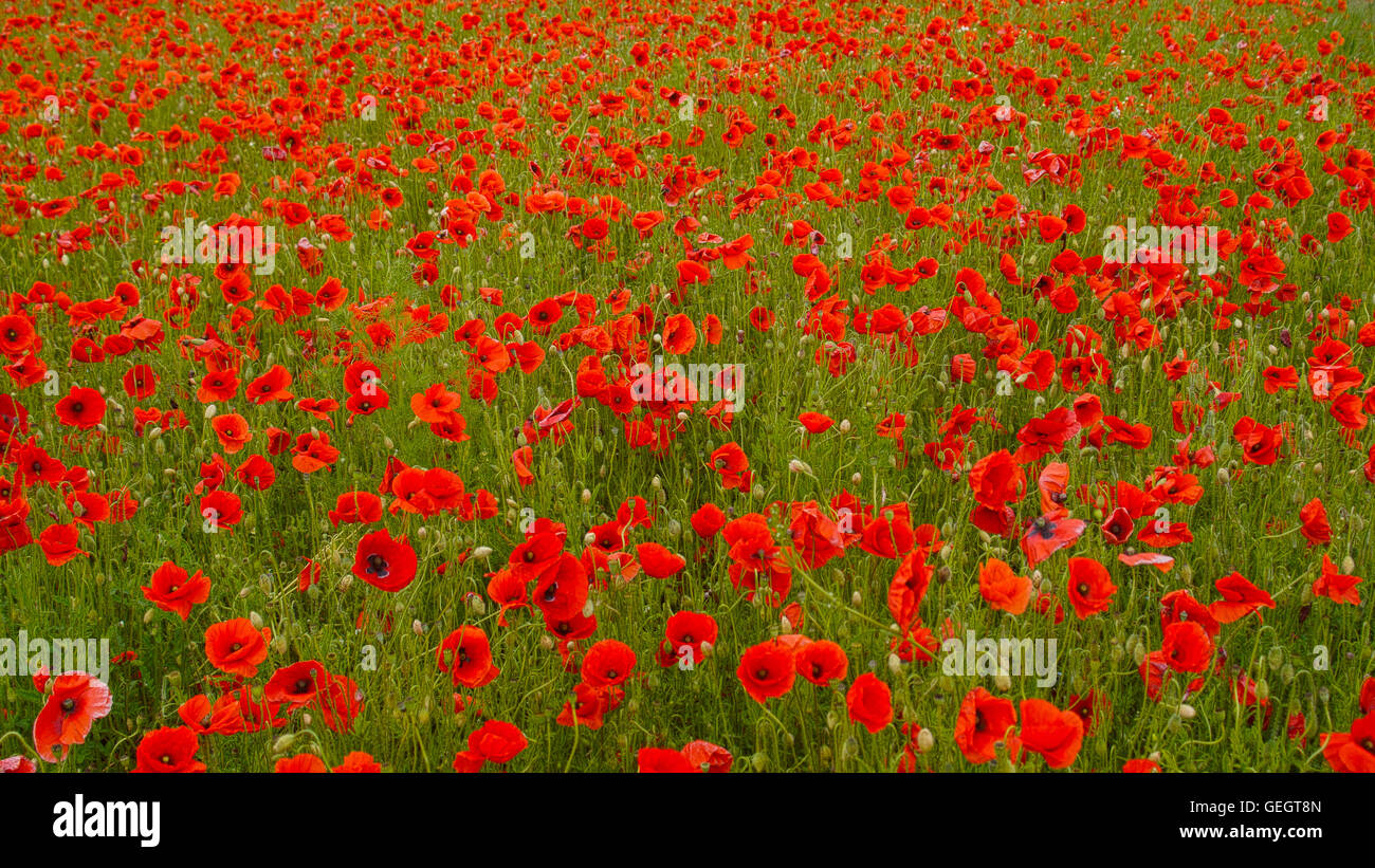 Unzählige rote Mohnblumen - Rotes Klatschmohnfeld Stockfoto