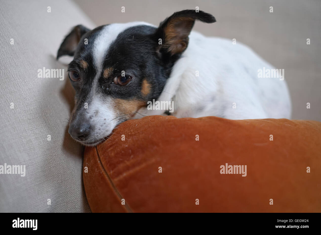 Kleine Ratte Terrier Hund auf Kissen auf dem Sofa liegend Stockfoto