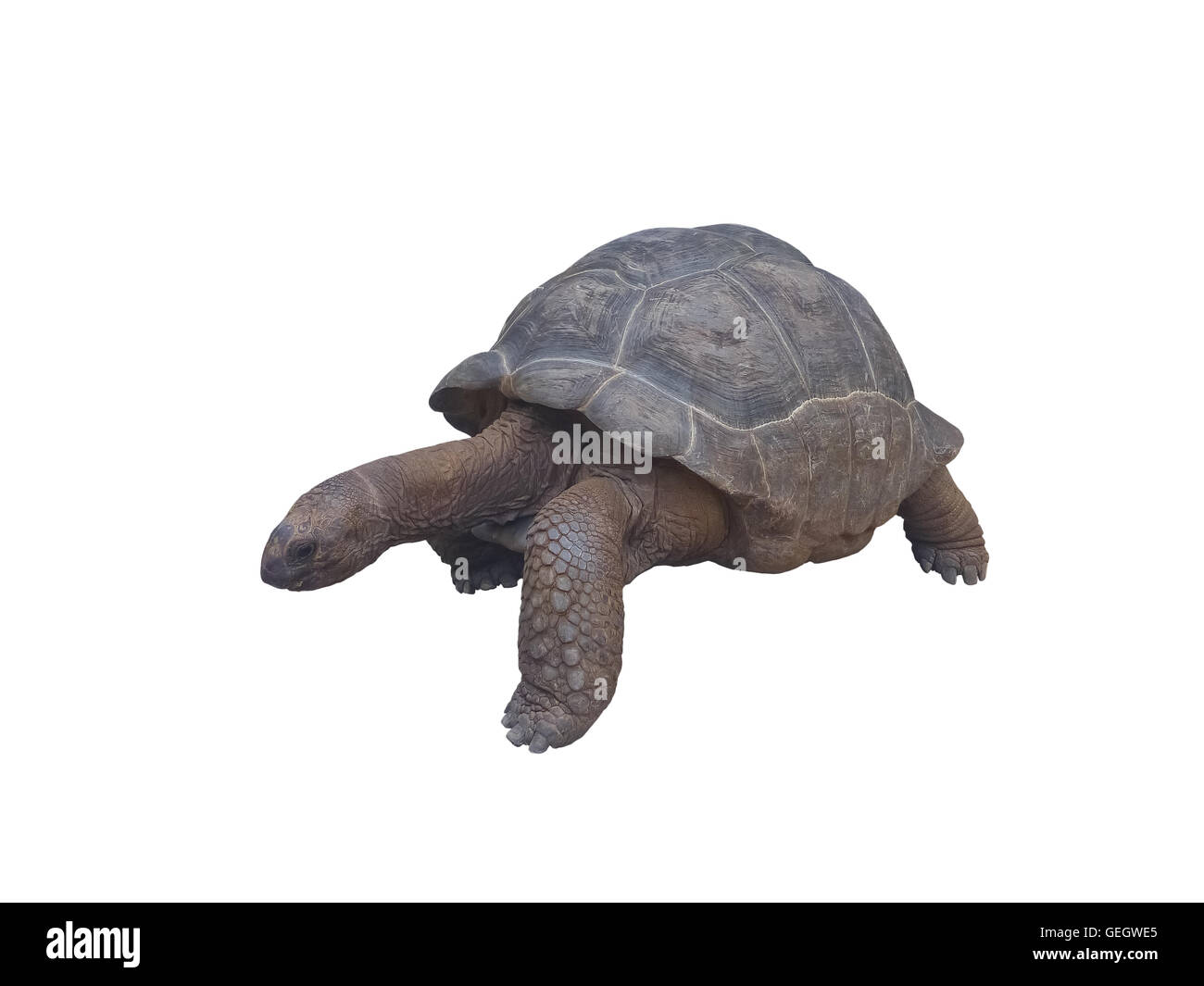 Aldabra Riesenschildkröte (Aldabrachelys Gigantea) isoliert auf weiss. Seychellen gigantische Schildkröte. Stockfoto