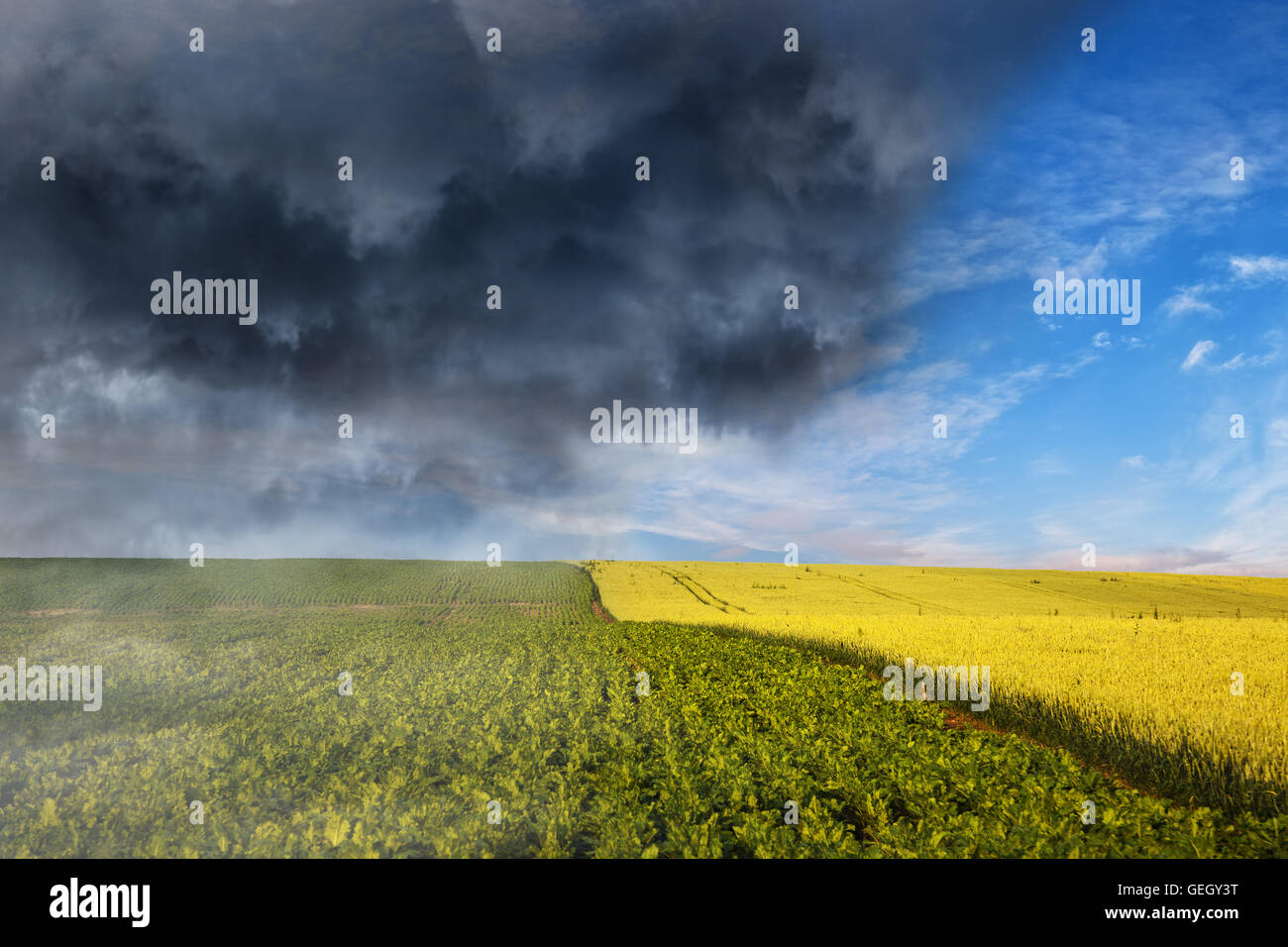 Zusammenbruch der Wetter - dunkle stürmischen Wolken über Weizenfeld. Stockfoto