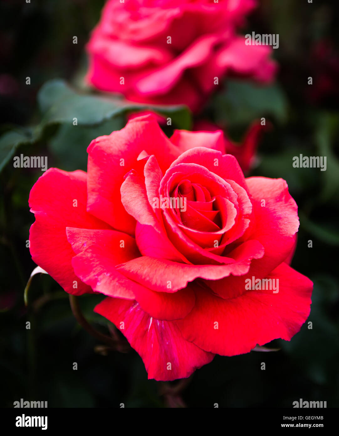 Eine rote Blume genommen im botanischen Rosengarten in Belfast. Stockfoto