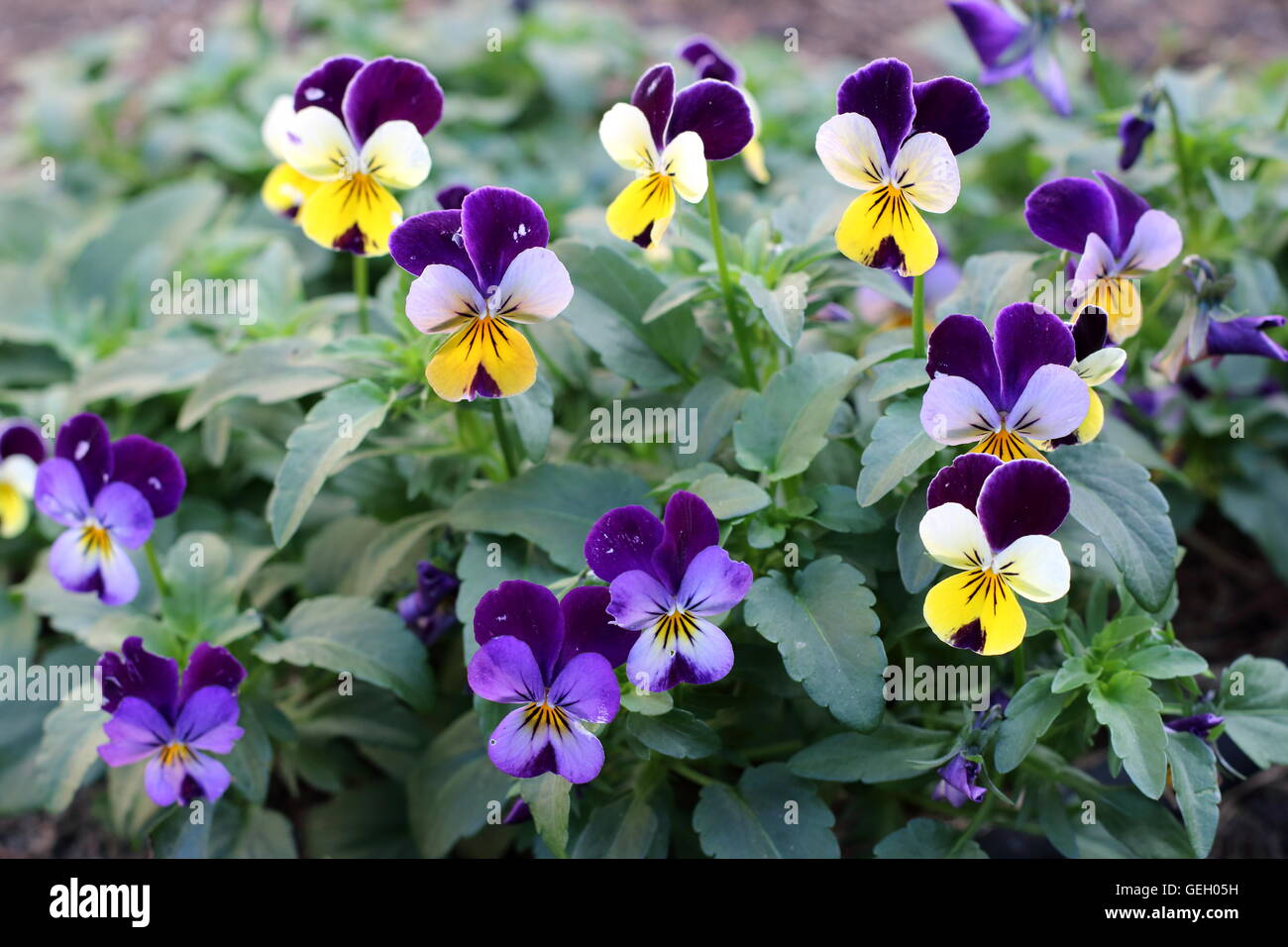 Viola Tricolor oder Viola Cornuta oder Alias Viola Johnny Jump Up eine essbare Blumen Stockfoto