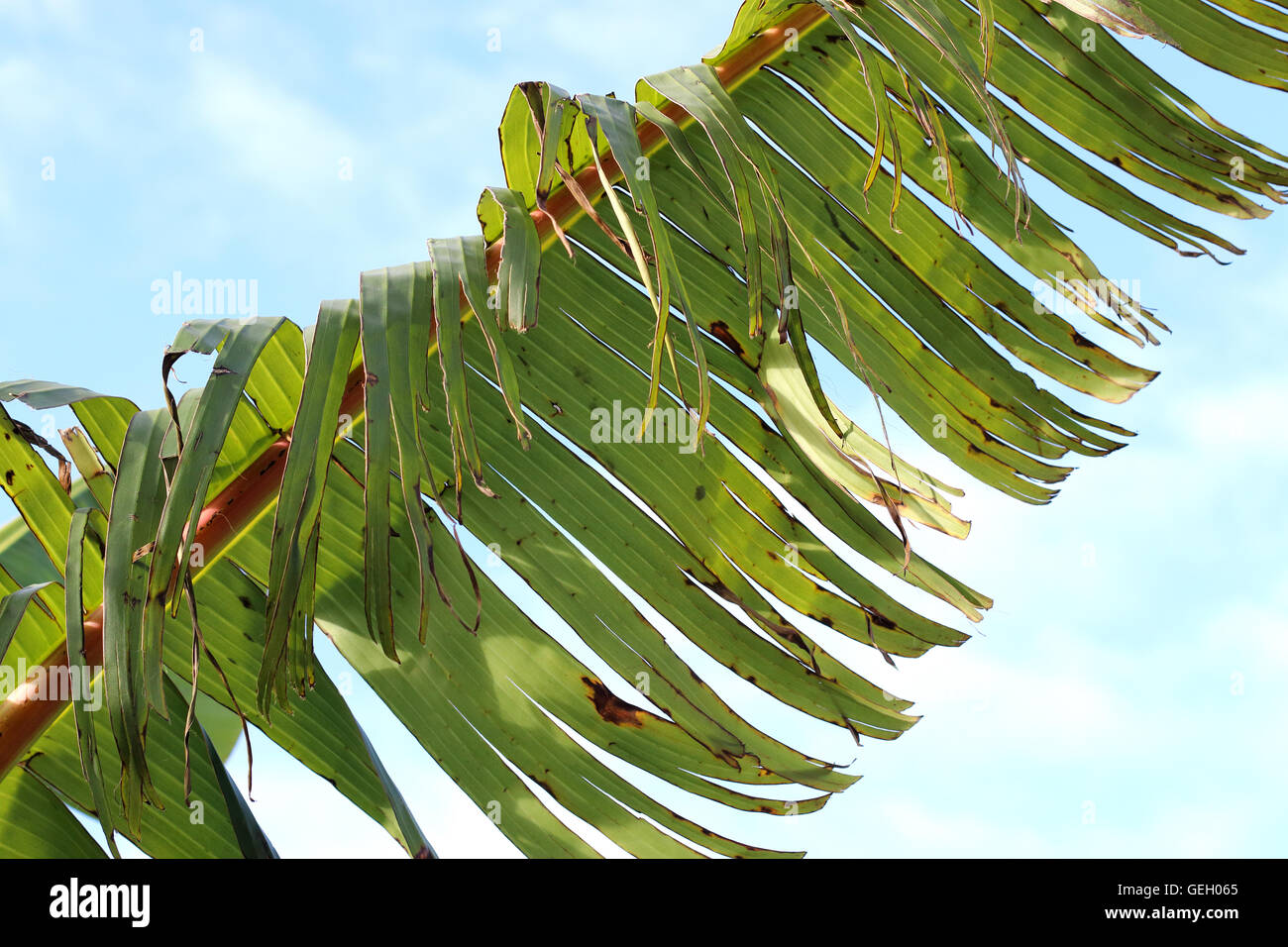 Zerrissen und zerfetzten Bananenblätter beschädigt durch starken Wind im Winter in Melbourne Victoria Australien Stockfoto