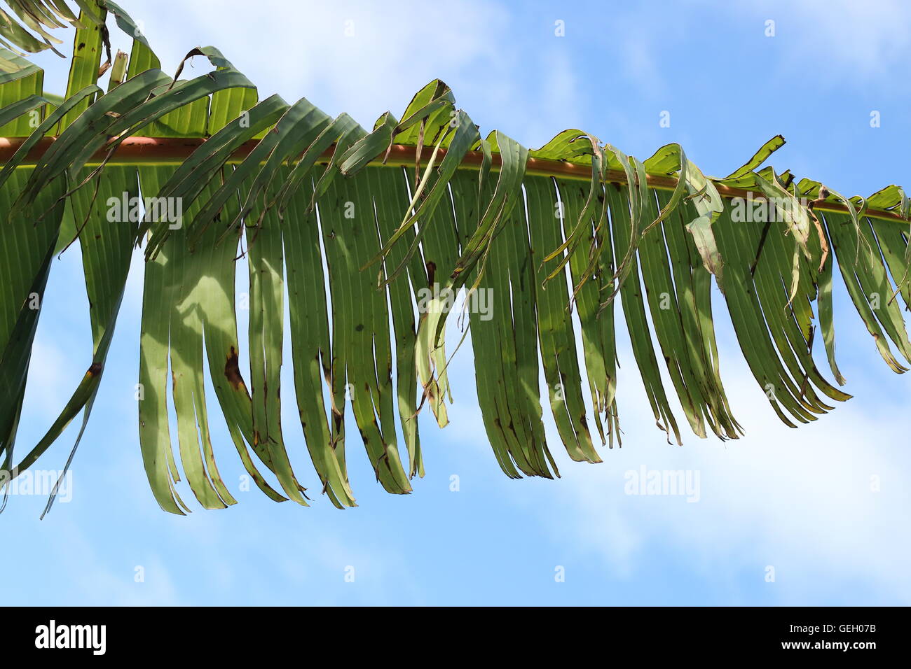 Zerrissen und zerfetzten Bananenblätter beschädigt durch starken Wind im Winter in Melbourne Victoria Australien Stockfoto
