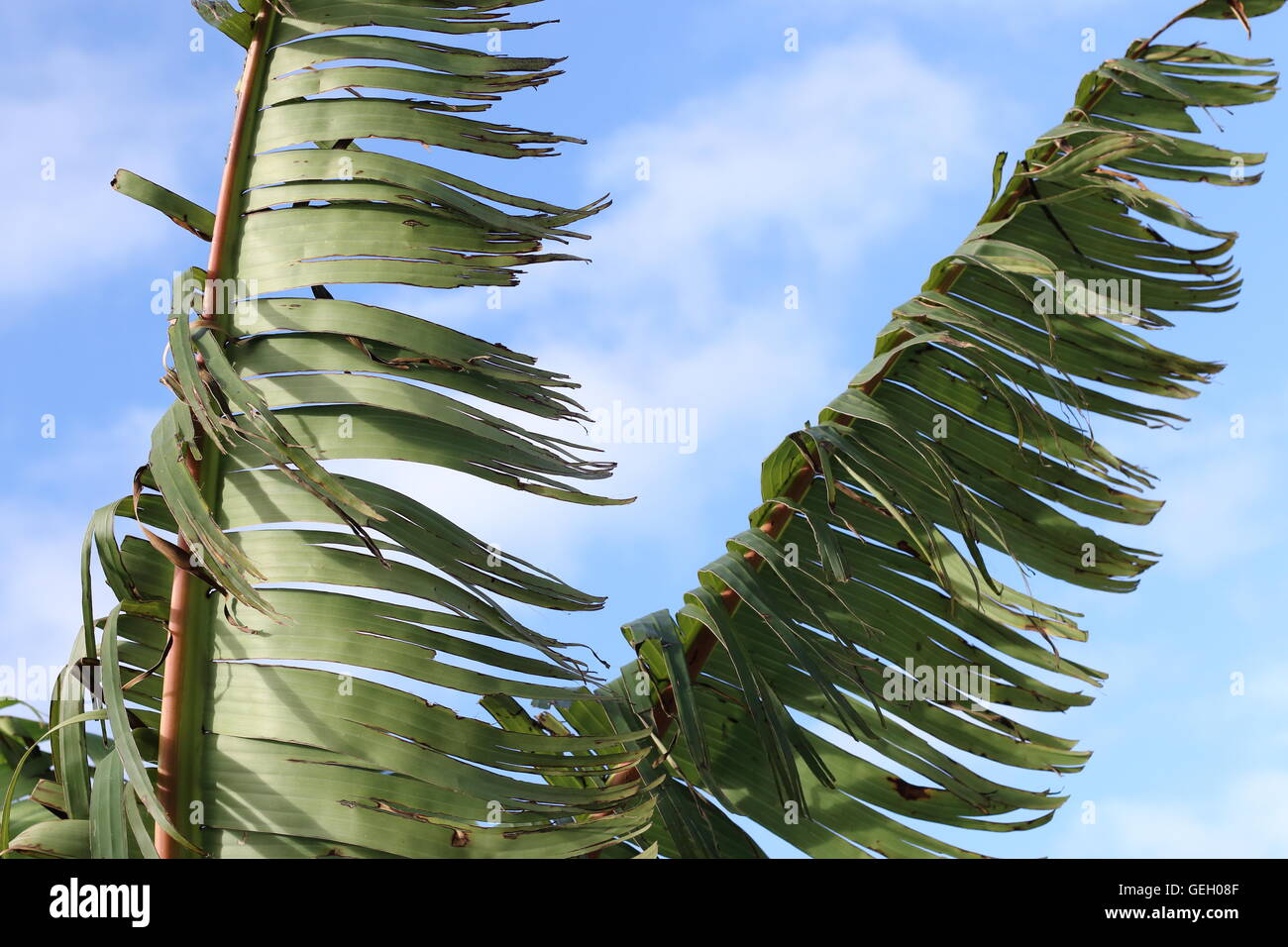 Zerrissen und zerfetzten Bananenblätter beschädigt durch starken Wind im Winter in Melbourne Victoria Australien Stockfoto