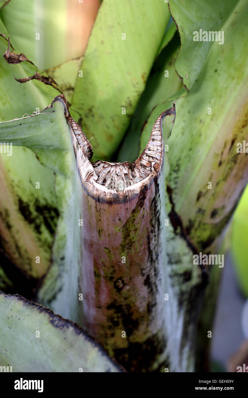 Schließen Sie herauf Bild f getrimmt Ensete Ventricosum, abessinische Banane Blattstiel Stockfoto