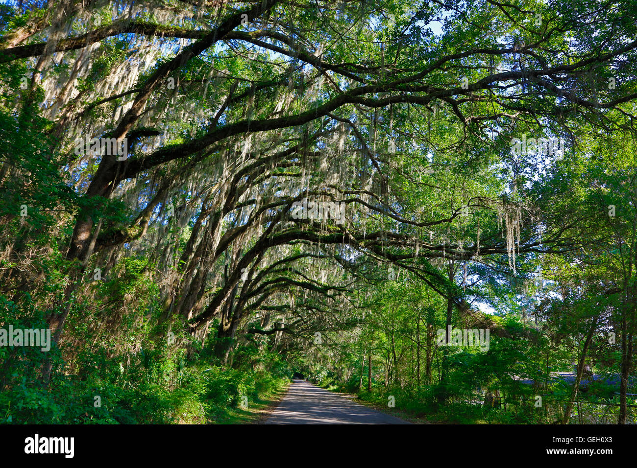SPANISCHEM Moos gewachsen in den Bäumen entlang der La Chua Trail im PAYNES PRAIRIE PRESERVE STATE PARK - GAINESVILLE, FLORIDA Stockfoto