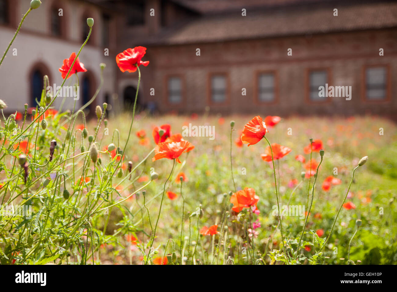 Ansicht von Mohn im Garten Stockfoto