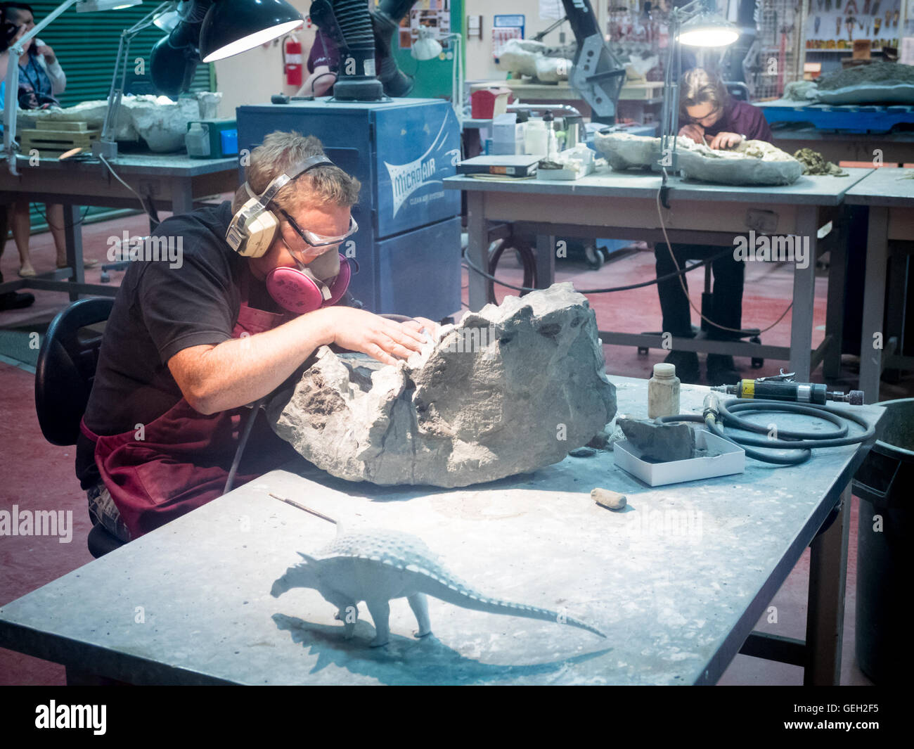 Ein Paläontologe untersucht ein Fossil im Vorbereitung Labor in das Royal Tyrrell Museum von Paläontologie. Drumheller, Kanada. Stockfoto