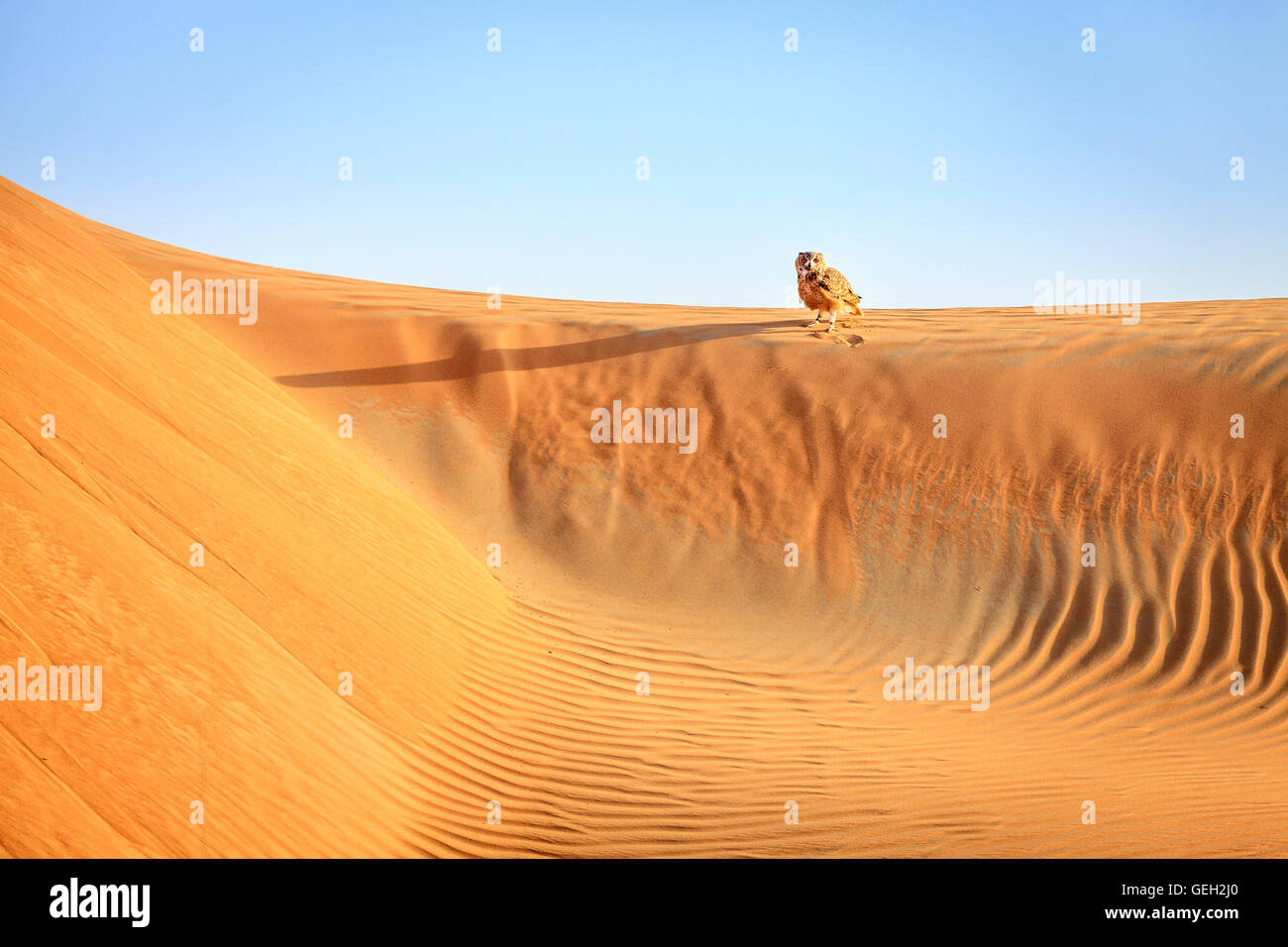 Wüste Uhu sitzen auf einer Düne in Dubai Desert Conservation Reserve, Vereinigte Arabische Emirate Stockfoto