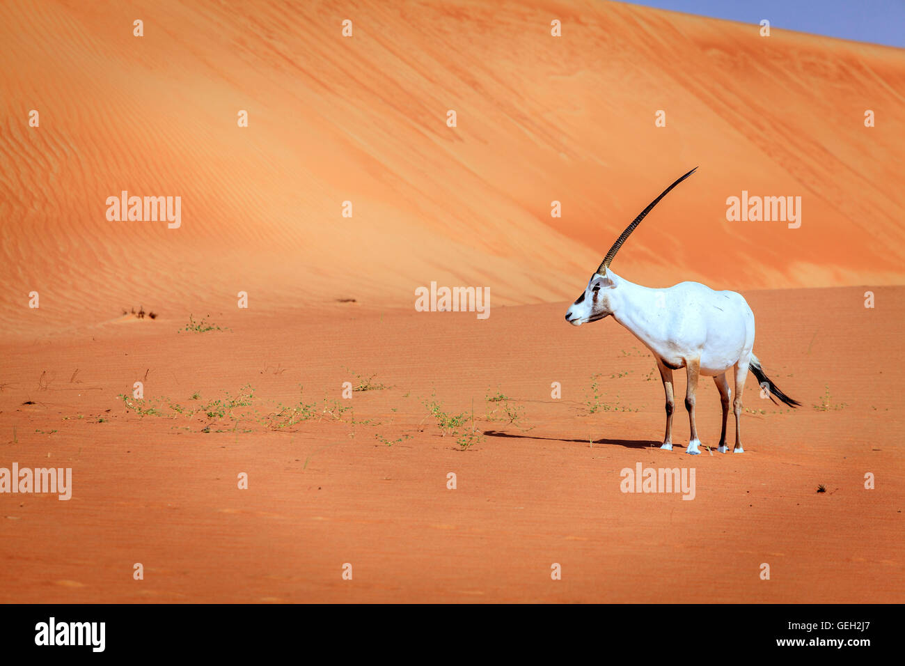 Oryx-Antilopen oder arabische Antilope in Desert Conservation Reserve in der Nähe von Dubai, Vereinigte Arabische Emirate Stockfoto