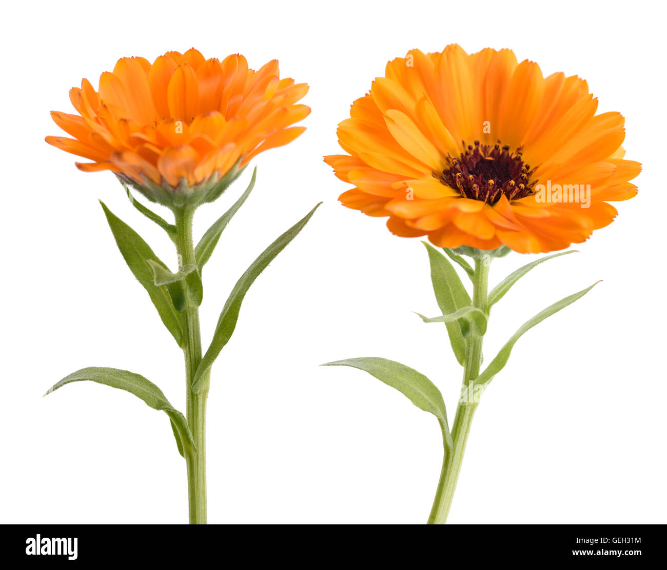 Calendula. Ringelblumen mit Blättern isoliert auf weiss Stockfoto
