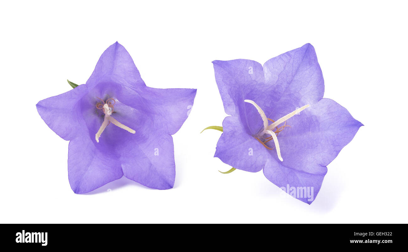 Glockenblumen, isoliert auf weiss. Campanula rotundifolia Stockfoto