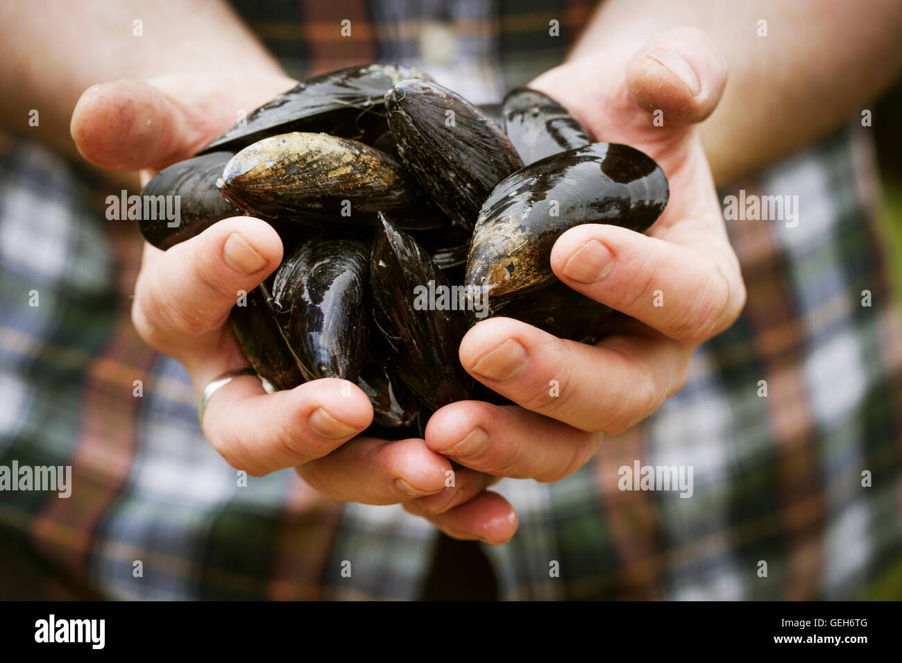 Nahaufnahme von einem Koch frische schwarze Muscheln in den Händen hält. Stockfoto