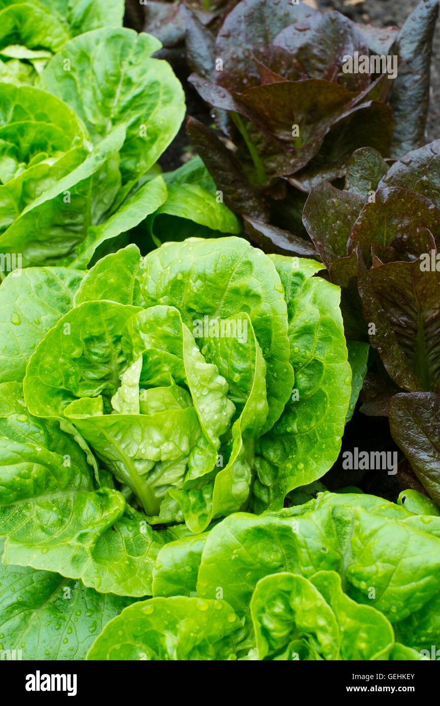 Salat, "Kleines Juwel" und "Intred" (rechts) Stockfoto