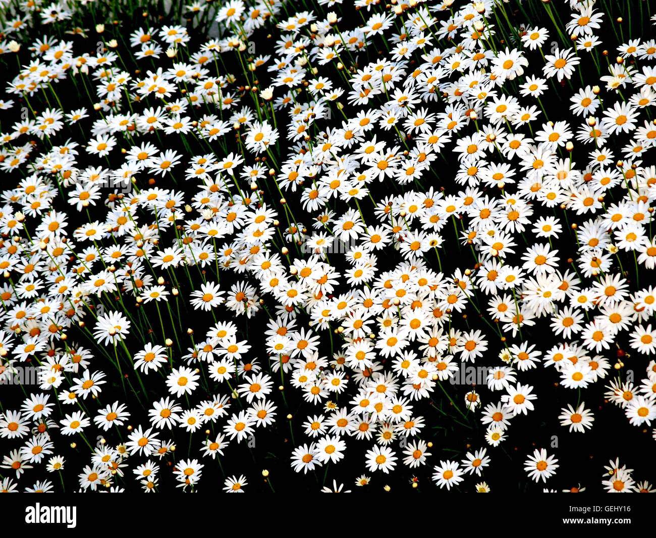 Blumenbeet von Gänseblümchen Stockfoto