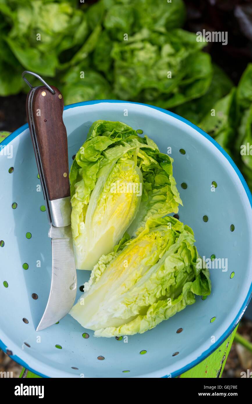 Salat, Lactuca Sativa, 'Little Gem', gewaschen und bereit für die Küche. Stockfoto