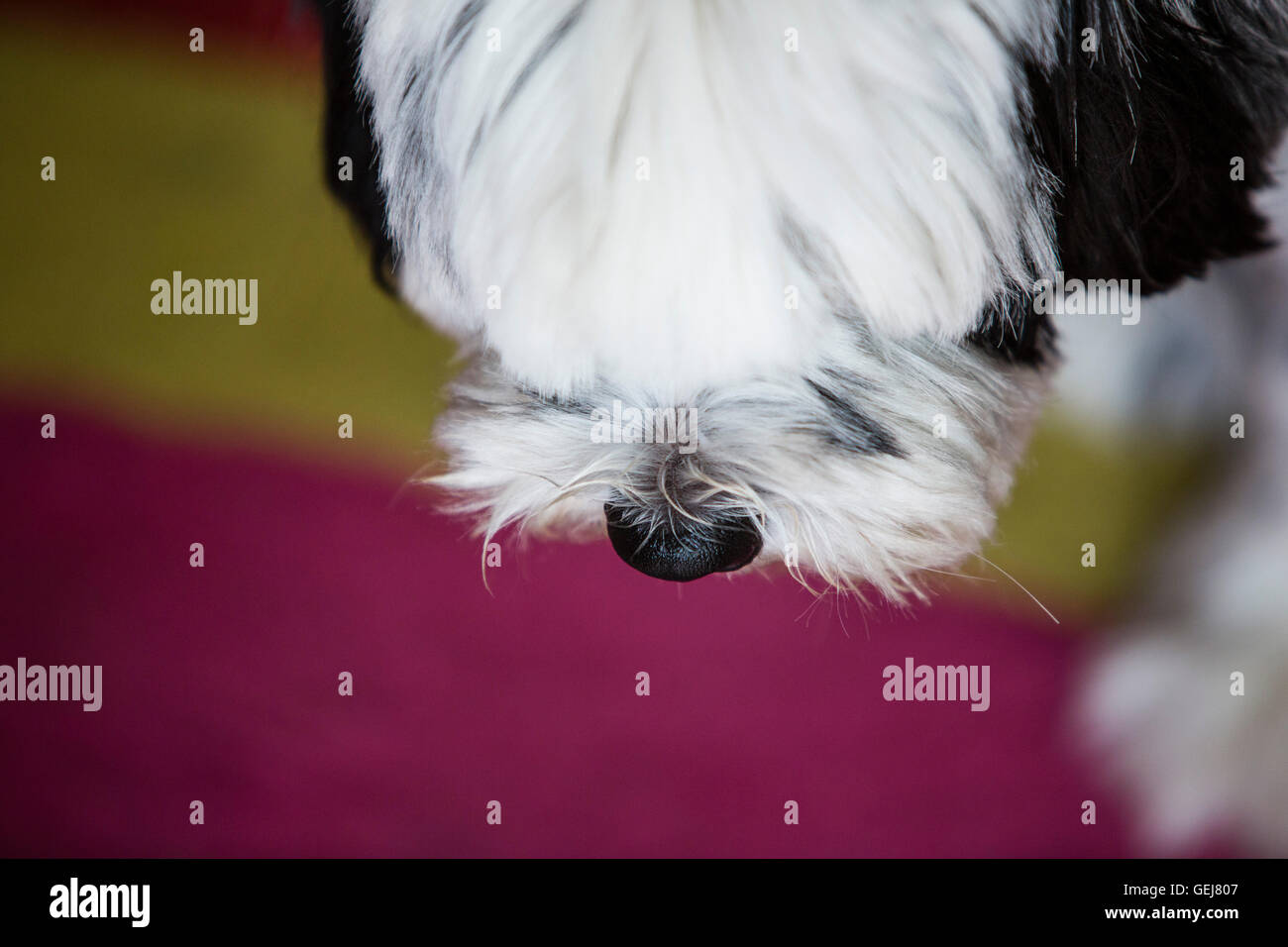 Porträt einer behaarten Hund stehend auf einem bunten Teppich. Stockfoto