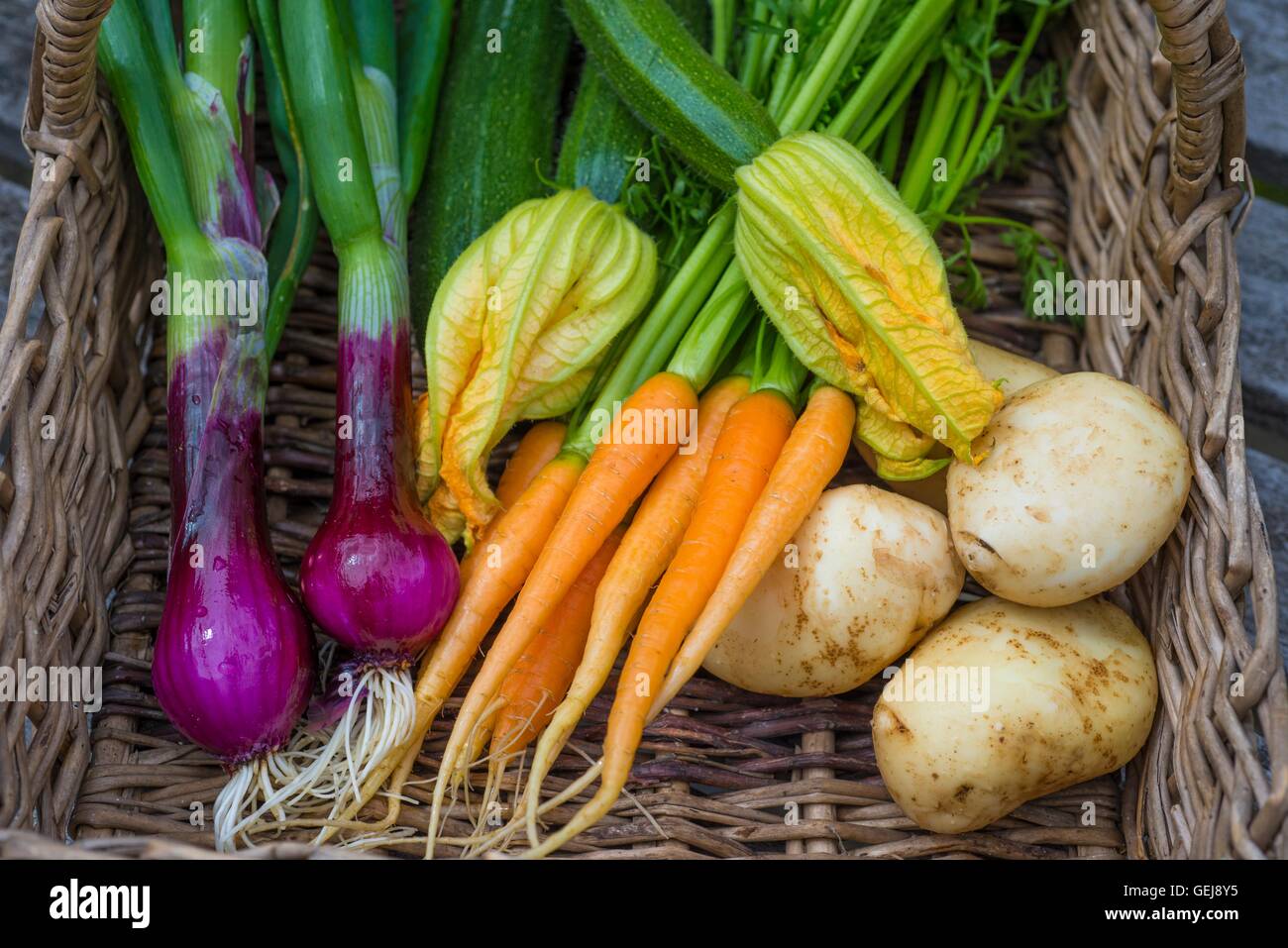 Der Frühsommer Gemüse, Zwiebel, "red Baron", Karotte "Amsterdam 3 zu zwingen", Zucchini "Verteidiger", Frühkartoffeln ernten ' Arr Stockfoto