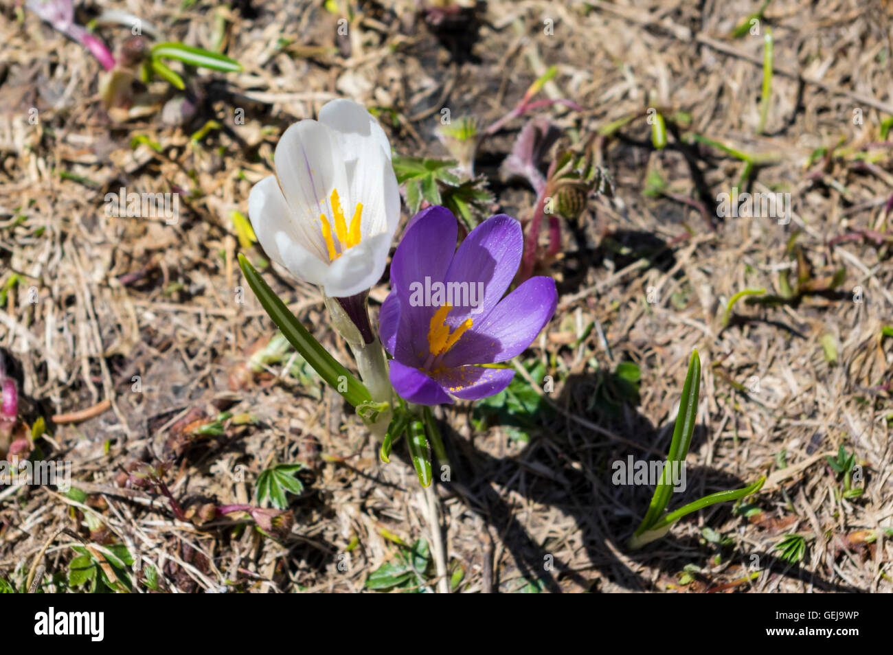 Zwei alpine Frühlingsblumen Krokus (Crocus Vernus Albiflorus) in weiß und violett. Stockfoto