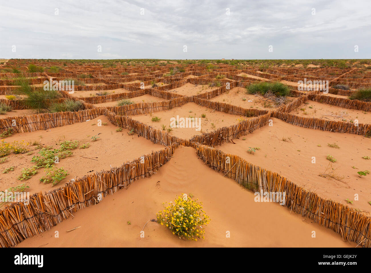 Blumen-Wüste und sand Stopper in der Kysylkum Wüste in Usbekistan. Stockfoto