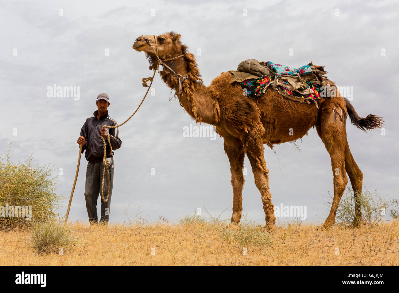 Mann, der sein Kamel in der Kyzylkum-Wüste in Usbekistan hält. Stockfoto