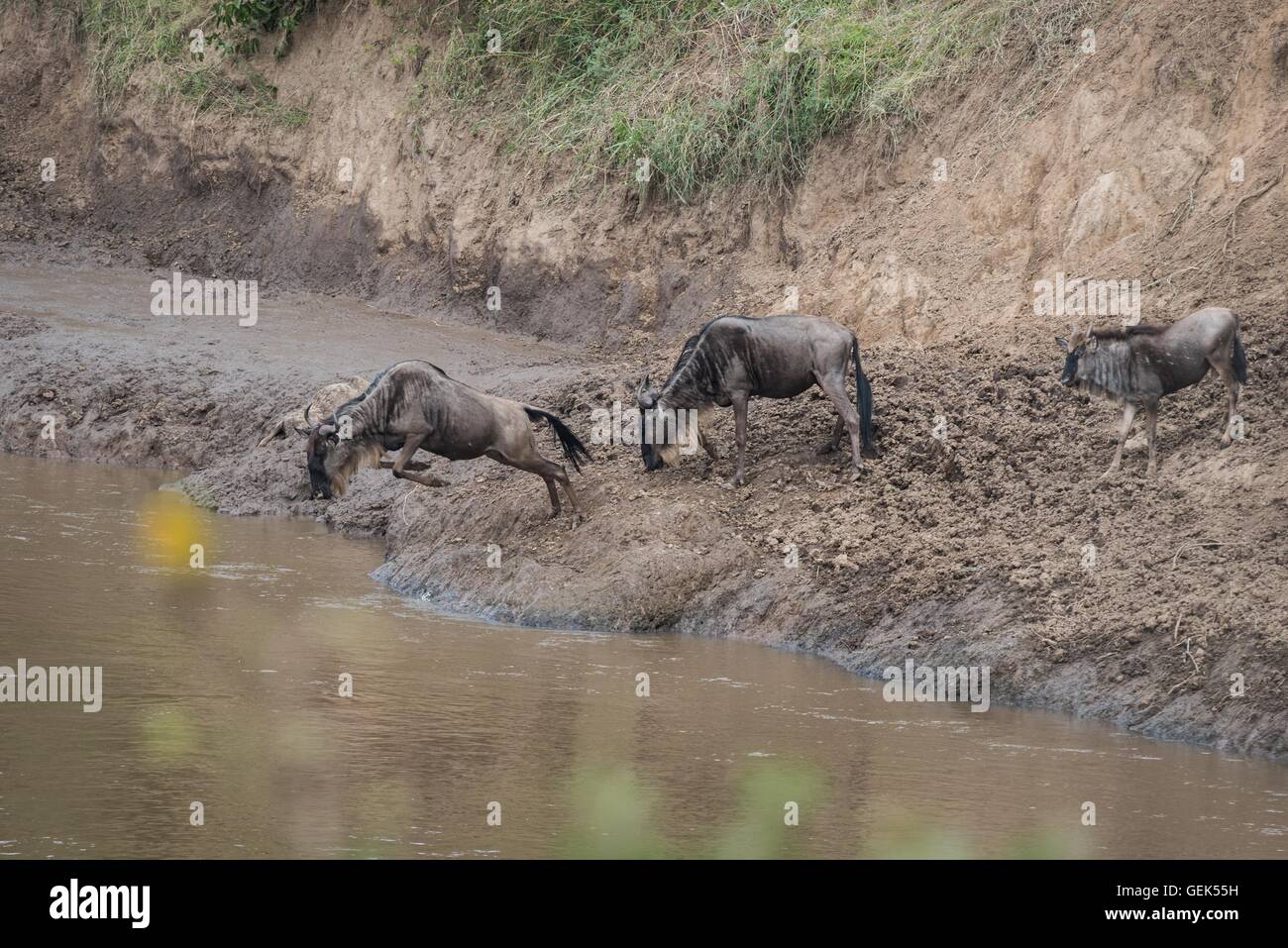 Buffel Springt Stockfotos Und Bilder Kaufen Alamy