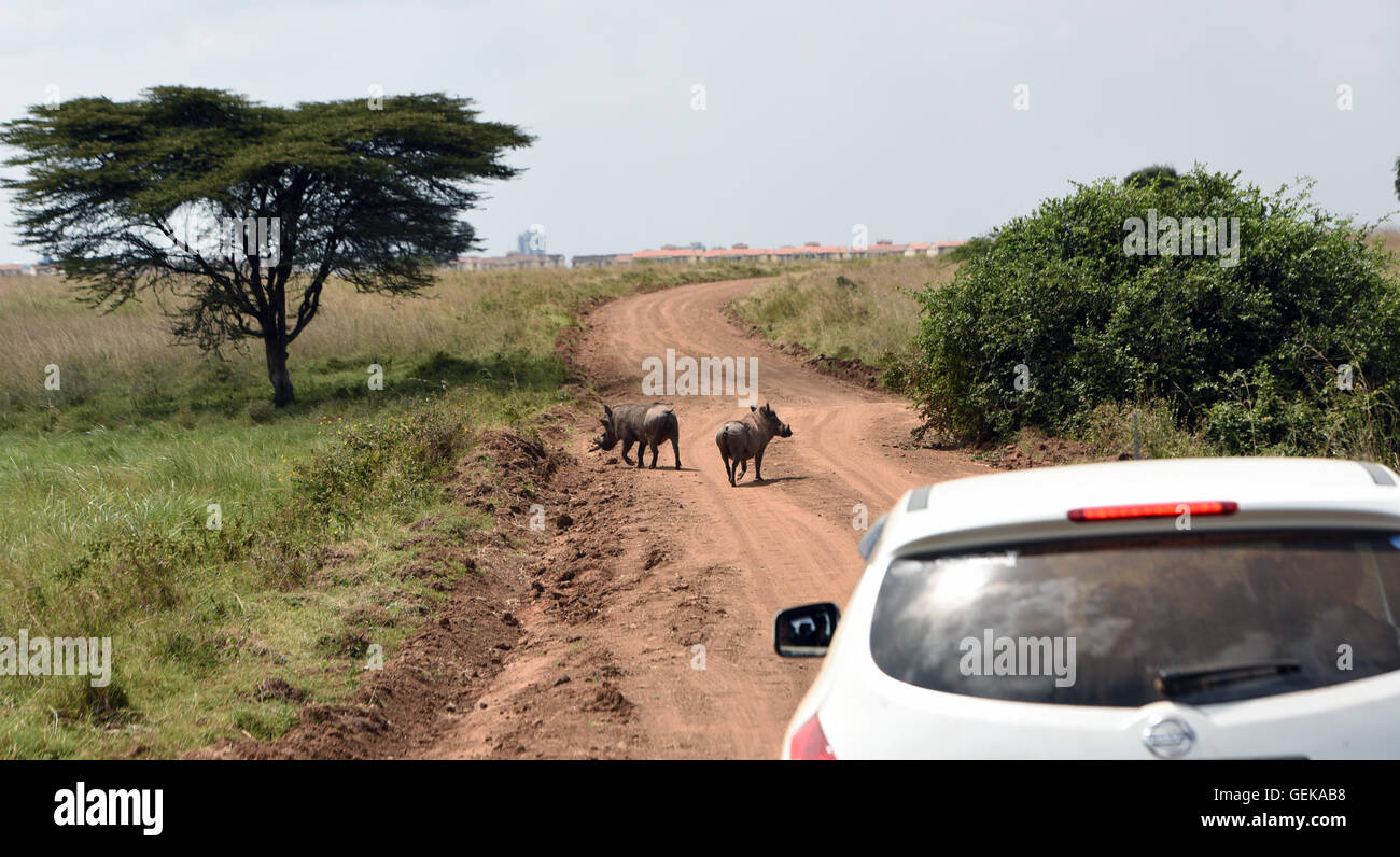 (160727)--NAIROBI, 27. Juli 2016 (Xinhua)--Touristen fahren ihr eigenes Auto Besuch der Nairobi-Nationalpark in Nairobi, der Hauptstadt Kenias, 26. Juli 2016. Kenia hat minimal Tierwelt Angriffe auf Menschen in Parks und Wildreservate Dank soliden Maßnahmen, die verstärkte Wachsamkeit und Öffentlichkeitsarbeit gehören, sagte ein Beamter am Dienstag.  (Xinhua/Li Baishun) (Wjd) Stockfoto