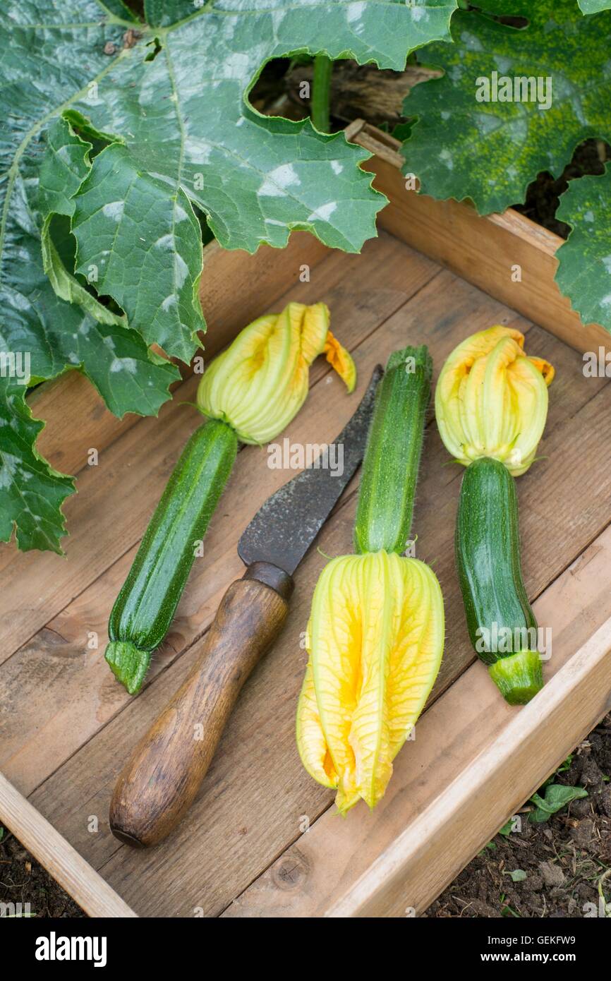 Frisch geschnittenen Sie Zucchini, "Defender", mit Blumen angebracht. Stockfoto