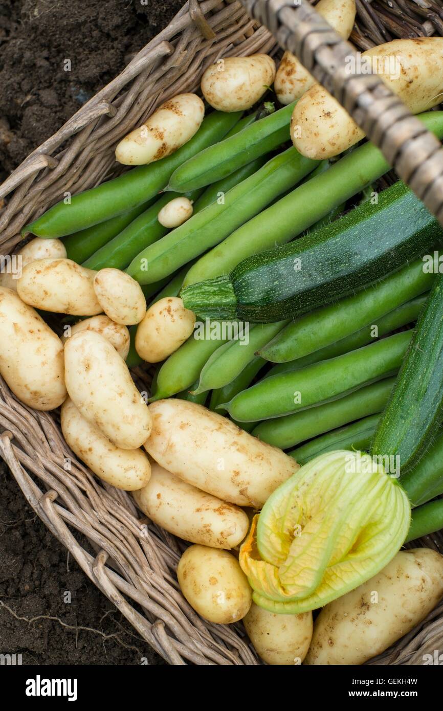 Sommer Ernte von Zucchini, Bohnen und ersten Frühkartoffeln Stockfoto