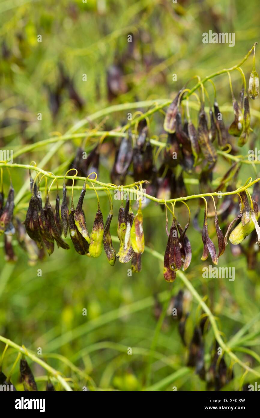 Färberwaid Pflanze - Isatis Tinctoria zeigt die reifenden Samen. Stockfoto