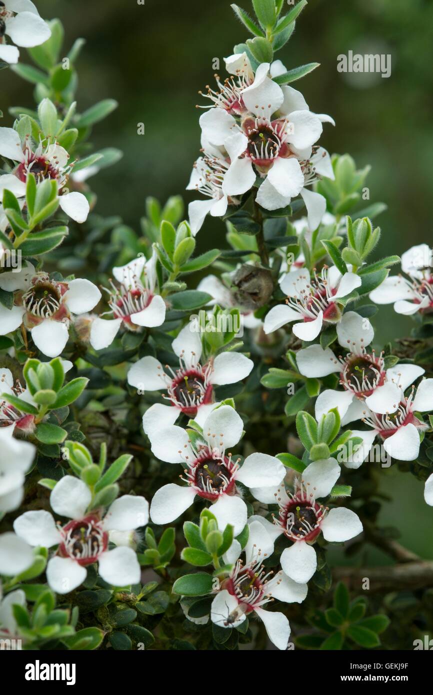 Manuka Baum Blüte. Stockfoto