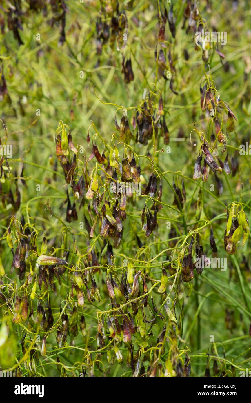 Färberwaid Pflanze - Isatis Tinctoria zeigt die reifenden Samen. Stockfoto