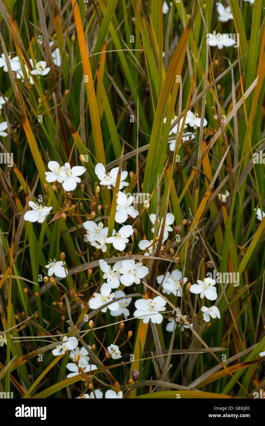 Libertia Peregrinans "Blattgold", Blüte Anfang Juli, England. Stockfoto