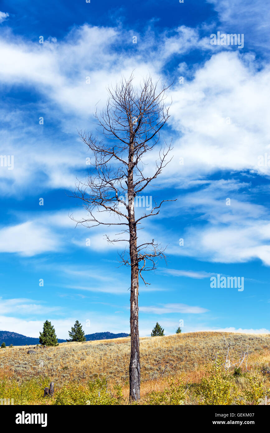 Blick auf einen großen toten Baum im Yellowstone National Park Stockfoto