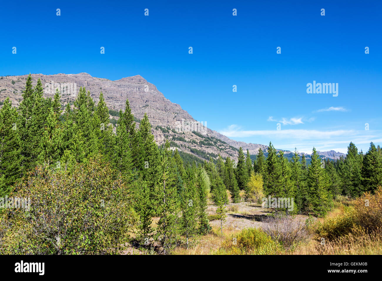 Schönen Wald mit Barronette Gipfel erhebt sich über sie im Yellowstone National Park in Wyoming Stockfoto